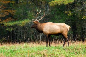elk wildlife in cataloochee