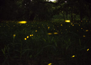 Fireflies in the smokies