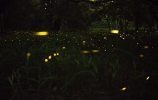 Fireflies in the smokies