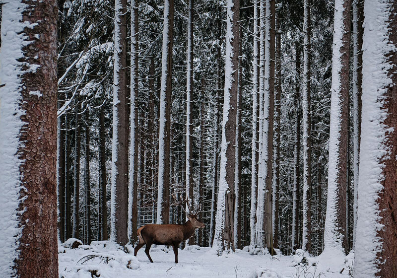 Elk Viewing