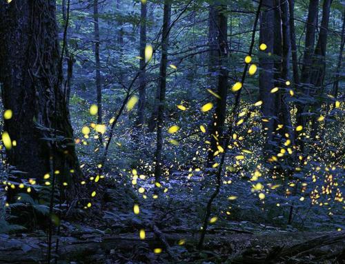 Light Up Your Summer with Fireflies in the Smoky Mountains