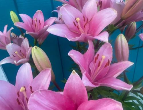 Wildflower Wanderings: A Guide to Summer Blooms in the Smokies